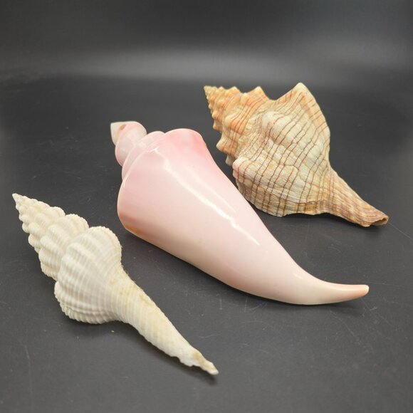Seashells In Natural Pink & Beige Tones For Display Or Crafting Set of 3 DH1359 - Picture 4 of 9